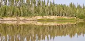 Long stretch of shoreline with evergreen trees lined up along the shore and a reflection of the trees in the water.