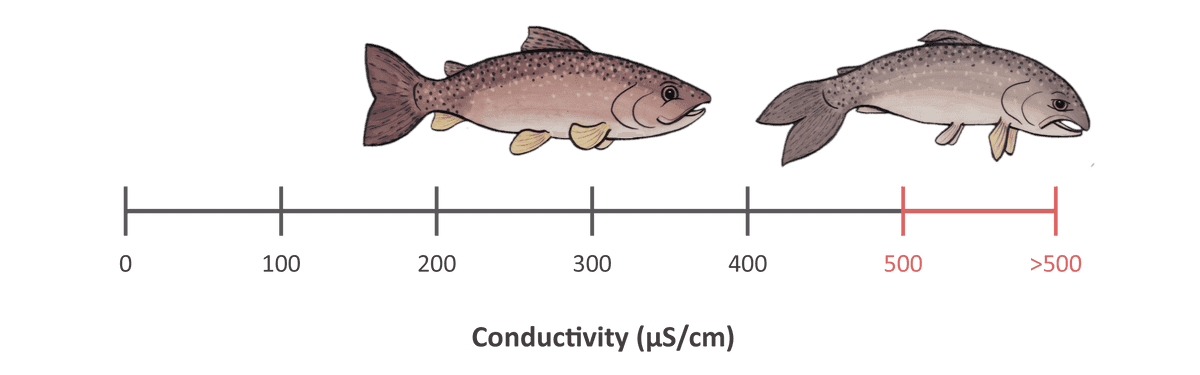conductivity scale showing fish along the scale with a healthy fish ranging in the middle and an unhealthy fish at the end